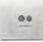 Click for 1 image(s) for this accession. FRUIT